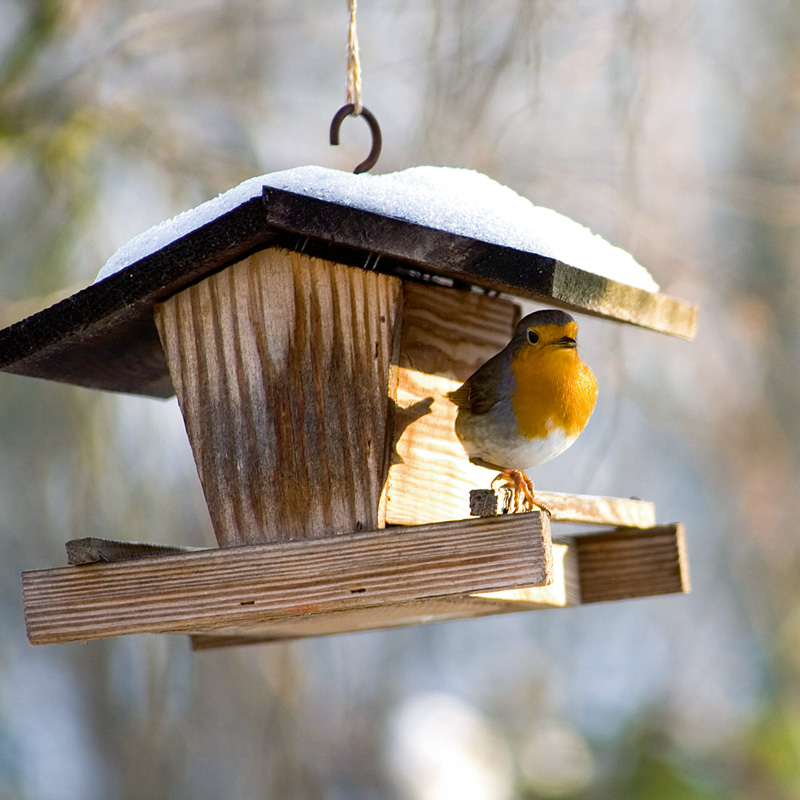 Bird feeding: come nutrire gli uccelli selvatici tutto l'anno