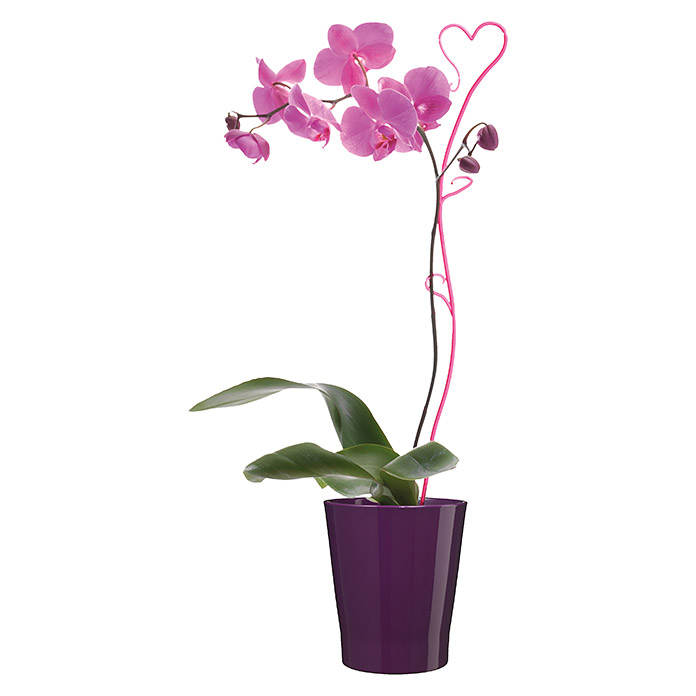 SK Orchideentopf Merina Candy