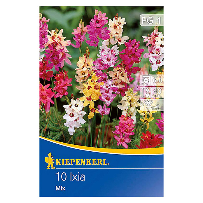 Kiepenkerl Abendblumen