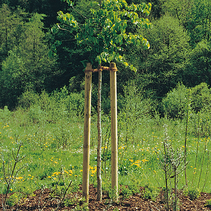Palo di sostegno per alberi (L: 200 cm, diametro: 60 mm, pino, verde)